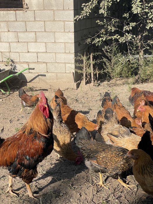 Продам кур кученских юбилейных