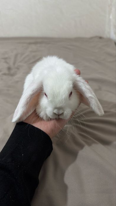 кролики Холланд лоп