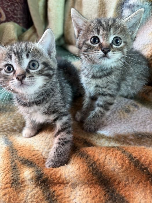Отдам котят срочно