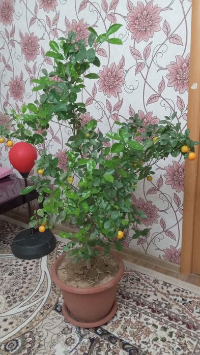 Продаётся дерево мандарина