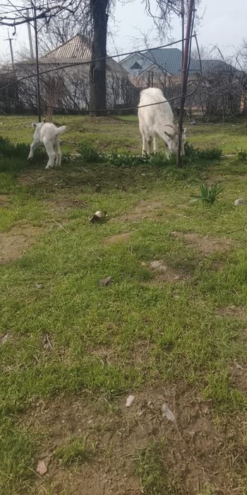 Ешкі занински сатылады