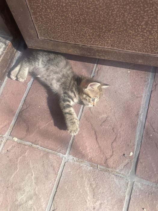 Отдам котят девочки один месяц
