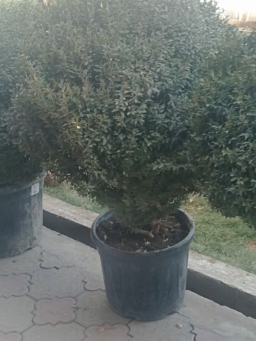 Декларативной шамшод кучатлари сотилади 12 йили