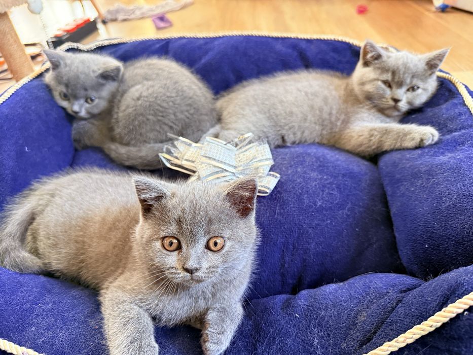 Продавам британски и шотландско котенца
