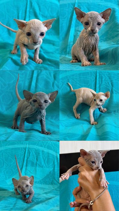 Котятки сфинксы