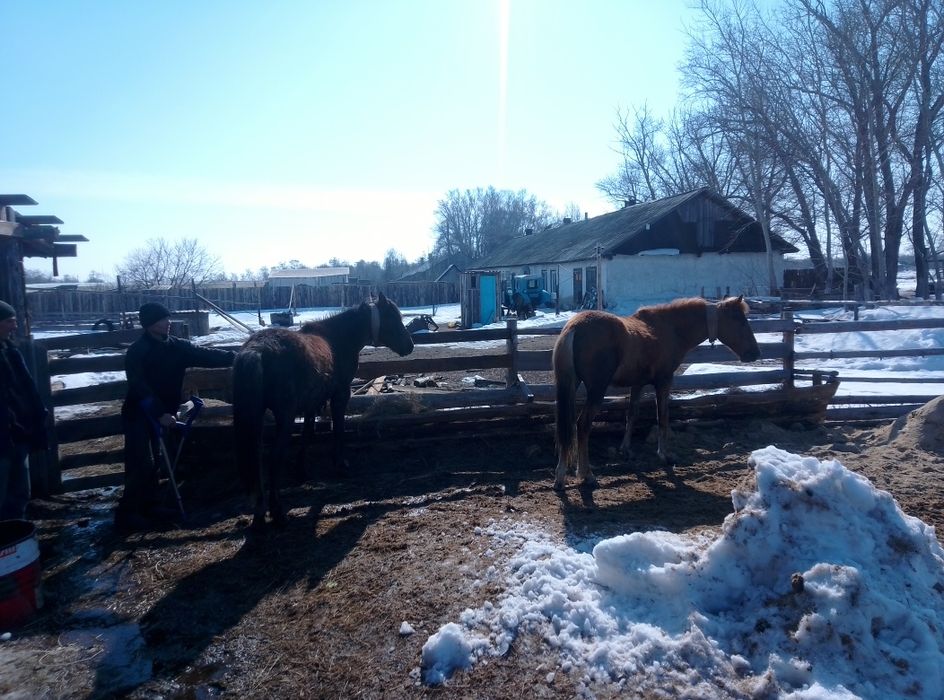 Лошади тайчики продам