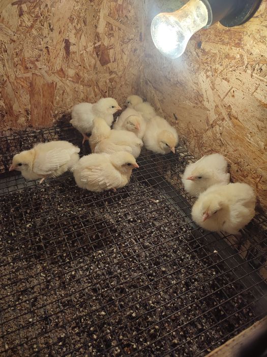 Продам курочек Коралл Ник и петушков