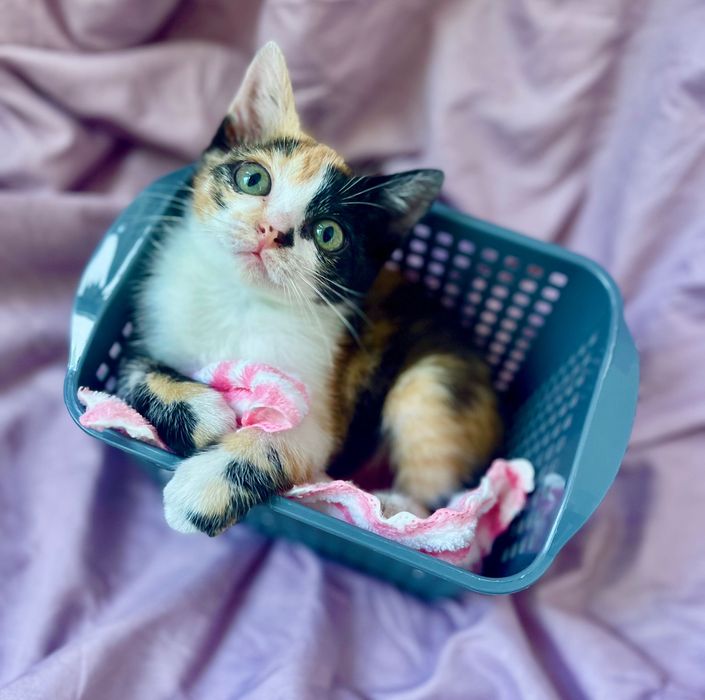 Отдам котенка девочку в добрые руки