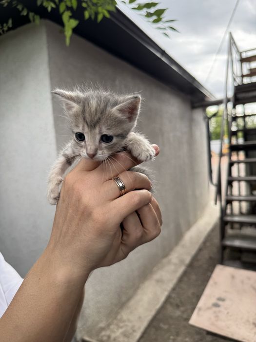Котята бесплатно