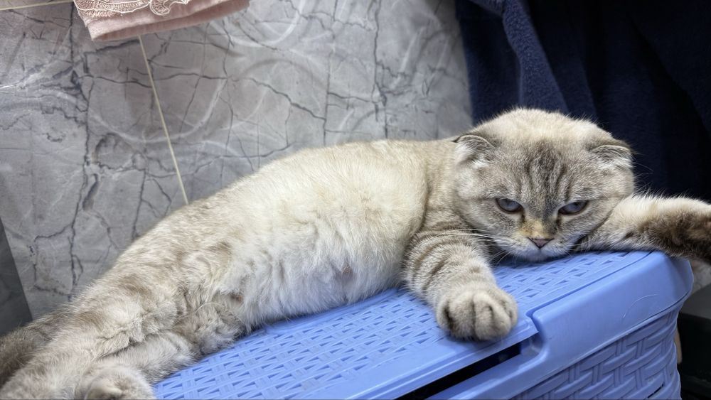 Sotiladi Skotish fold