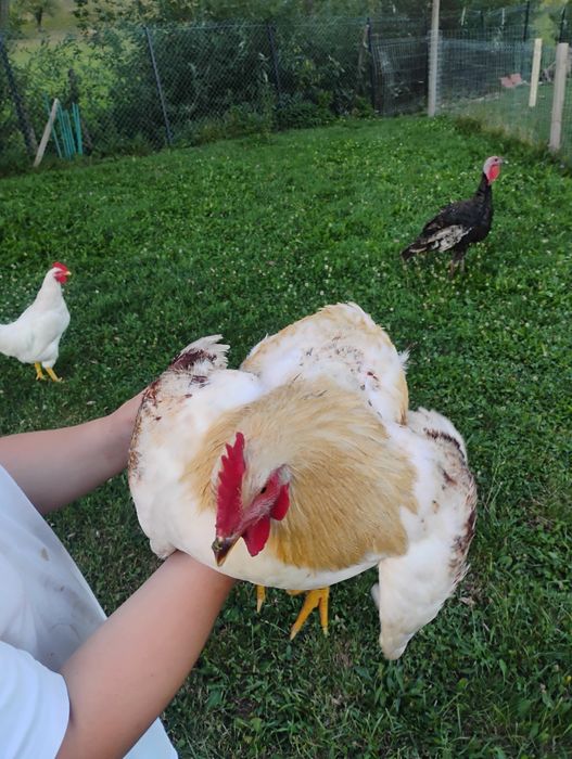 Caută o nouă casuță cocoși brahma