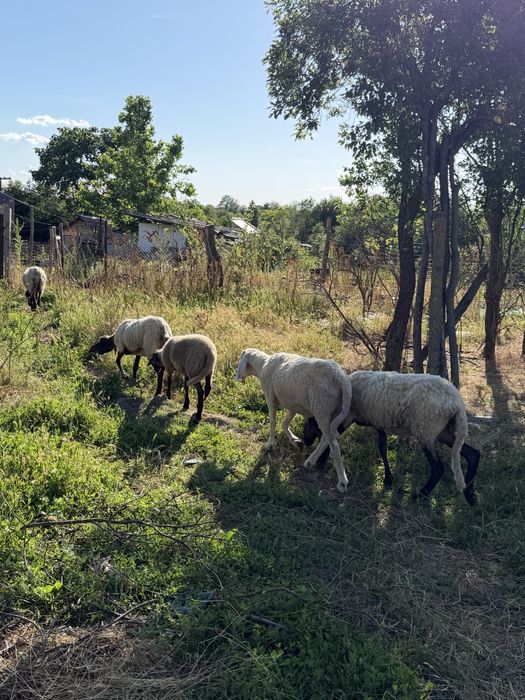 Se vinde 4 ori rasă sârbesti