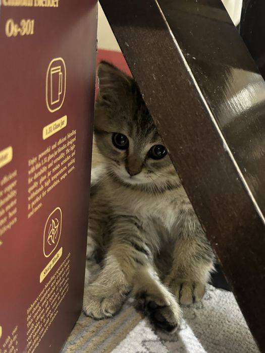 Котенок Скоттиш страйт-золотистая шиншилла мальчик