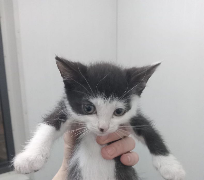 Отдаем котят в добрые руки