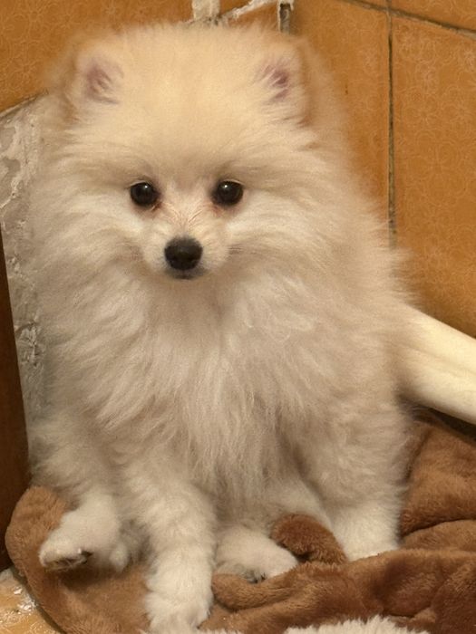 Собака домашный