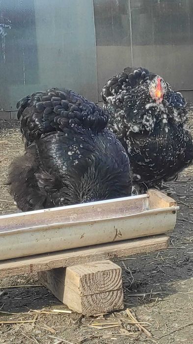 Cochinchina uriaș bobat