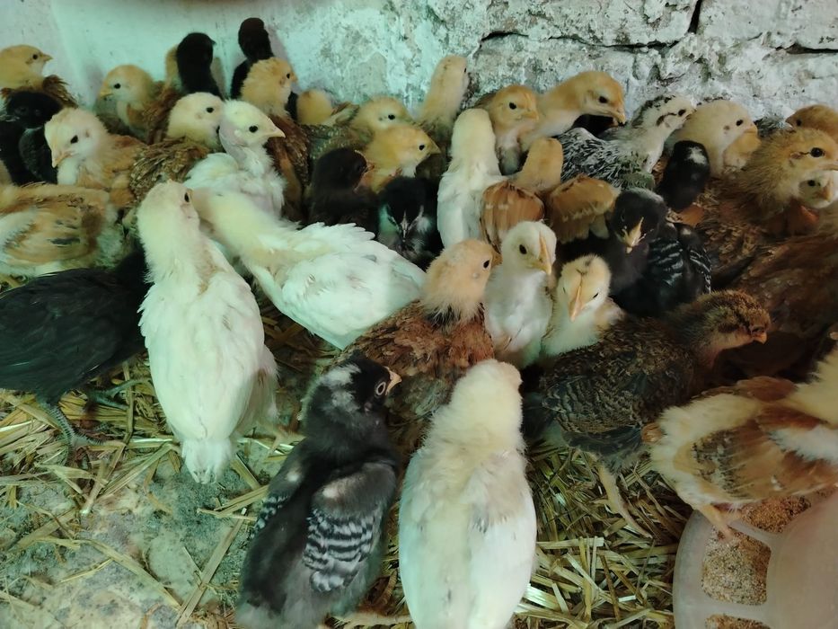 Vând 48 de pui de 5 saptamani