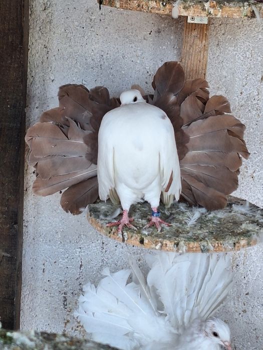 Porumbei rotați/voltati