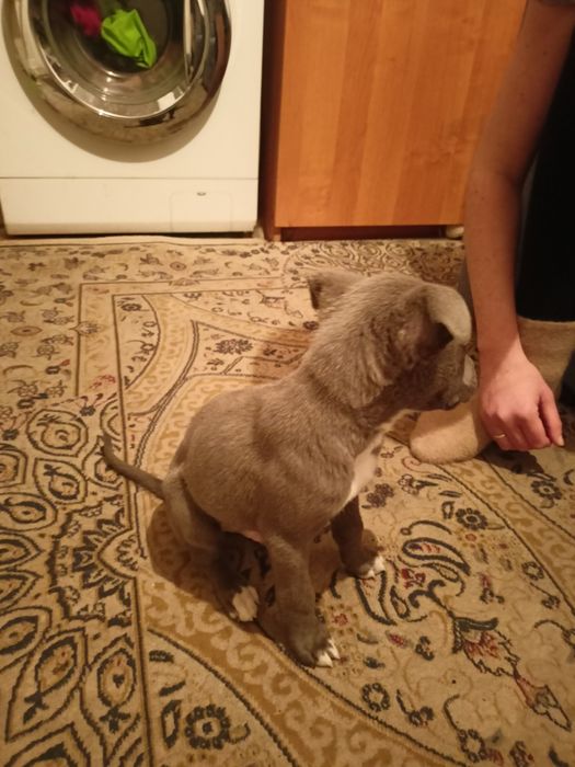 Продам щинка питбультырьер возраст 2 месяца.