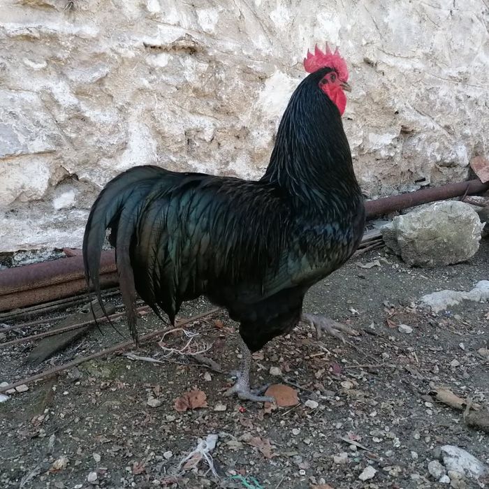 Тухум tuxum закасга йигиб берамиз АВСТРАЛОРП тозза зот