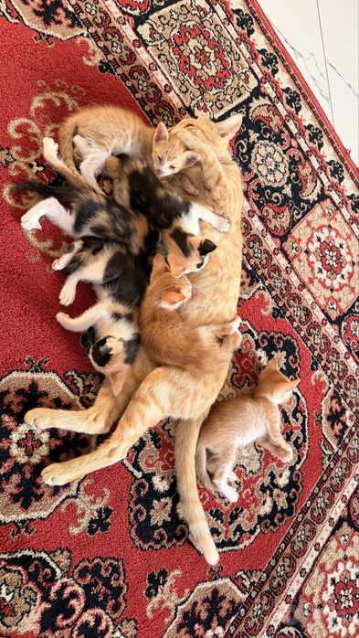 Отдам даром котят!