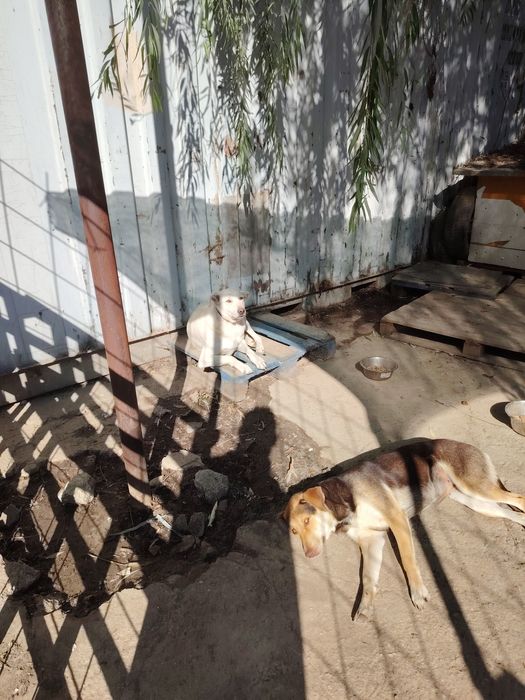 Ofer spre adoptie catei numai iubitorilor de animale,