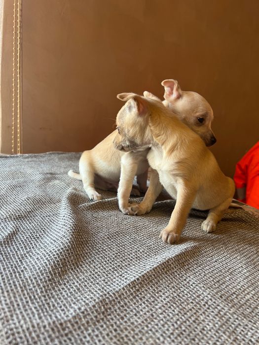 Пинчери Пинчери Пинчери