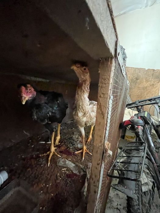 Продам куры доканы