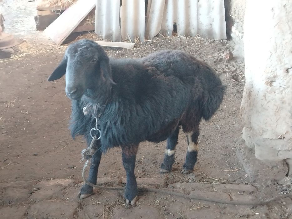 Qo'chqor qo'zi sotiladi