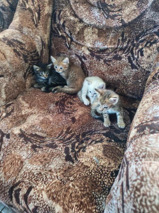 Шустрые котята!!!