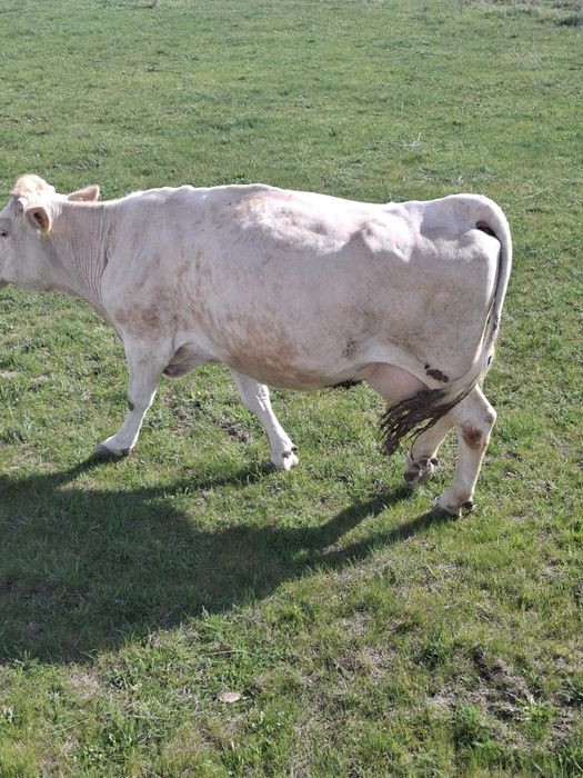 Vând vaca gestantă