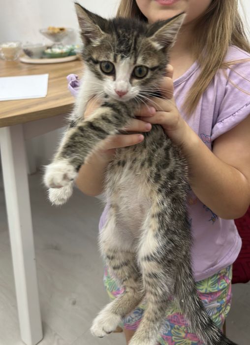 Отдам в добрые руки котенка