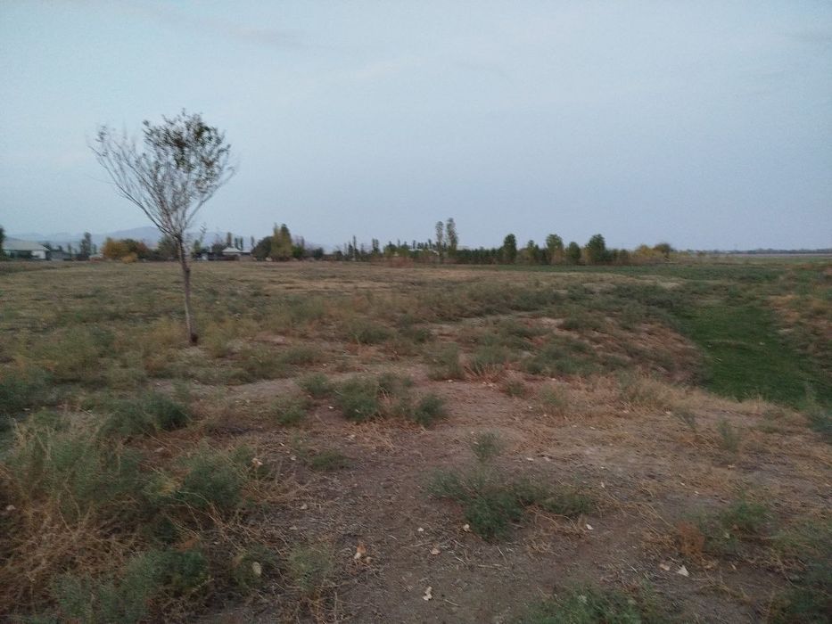 Toza yer joyi tomorqa