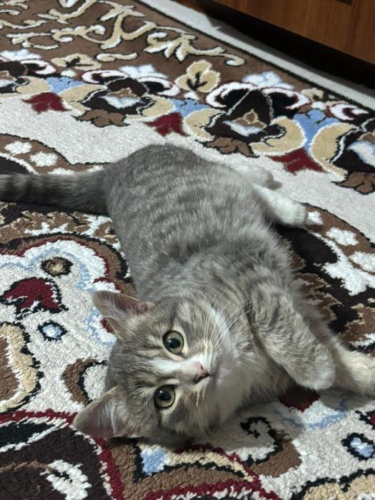 Котенок. Девочька 3 месяца. Отдам в добрые руки.