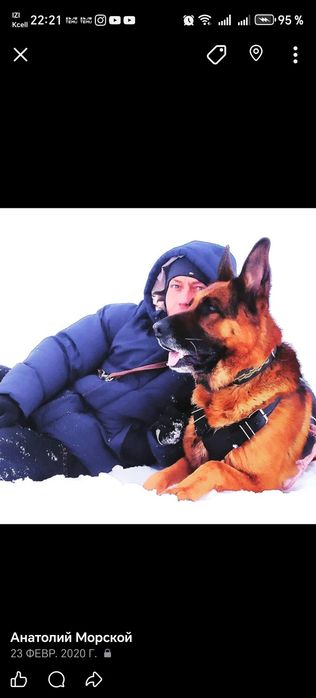 Щенки немецкой овчарки