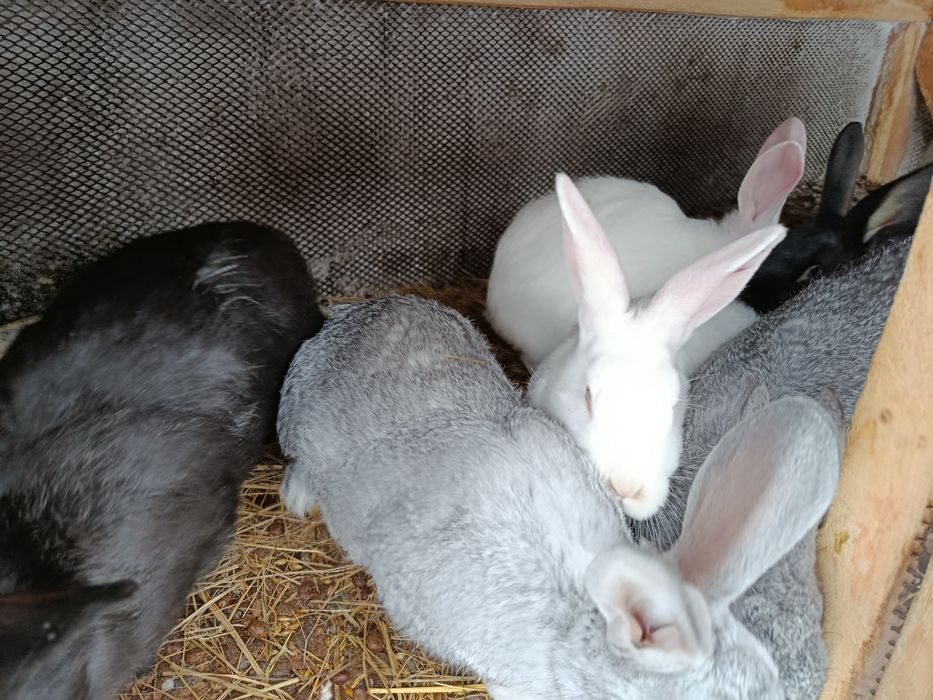 Продам кроликов!