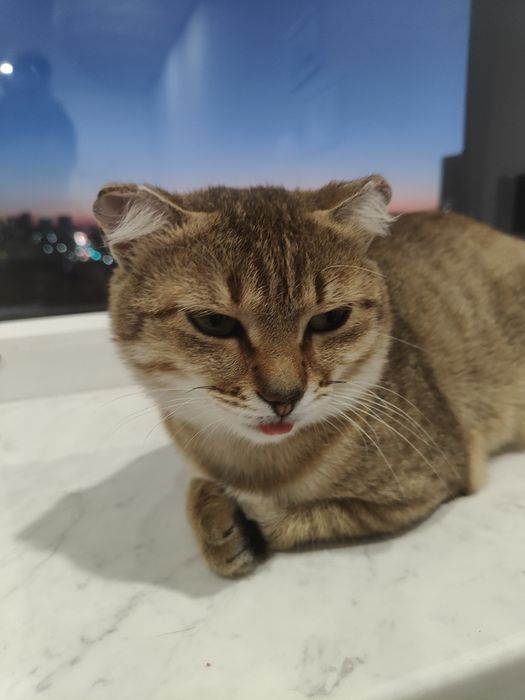 Отдам кота в хорошие руки