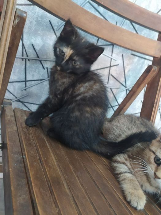 Срочна шотландский вислоухий и британский фолд