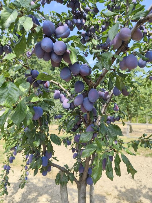 Prune Stanley și Anaa spath