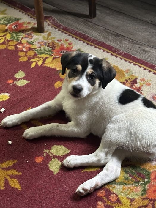 Отдам собачку в добрые руки