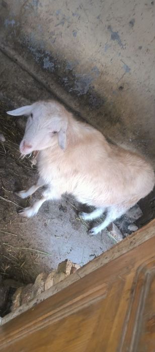 Echki коза zanin sotiladi