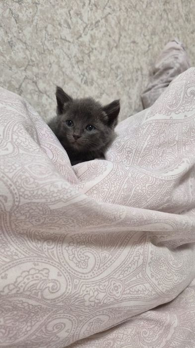 Котёнок девочка...