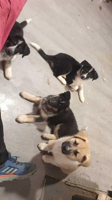 3 cățelușe jucăușe își caută familie iubitoare