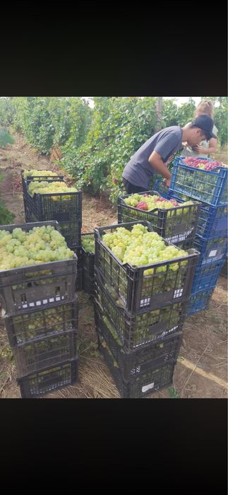 Struguri de vin!