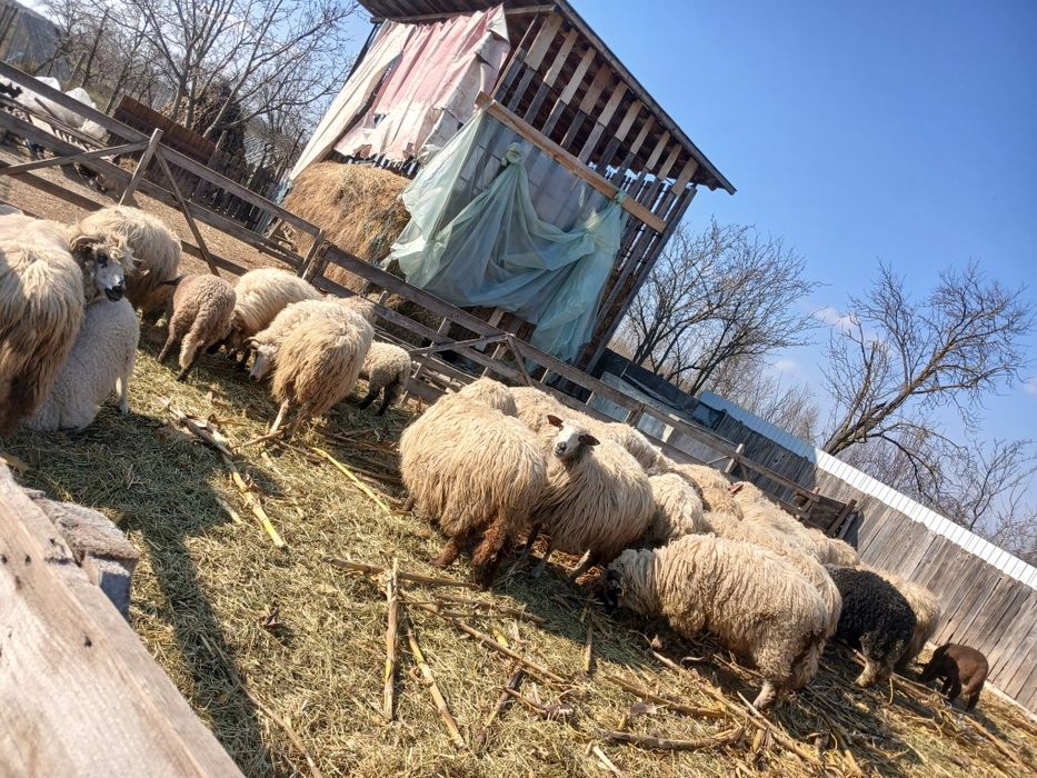 Vând 24 de oii adulte si un berbec si 21 de miei