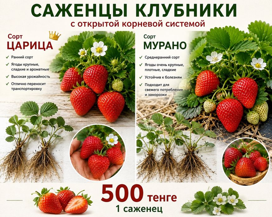 Рассада клубники