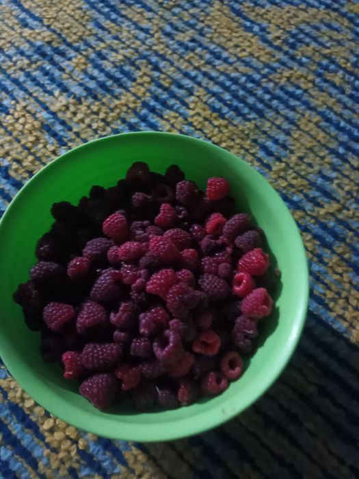 Малина кучатлари