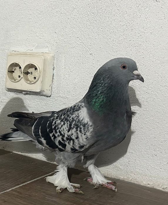 Мардини на Игра и Пощенски