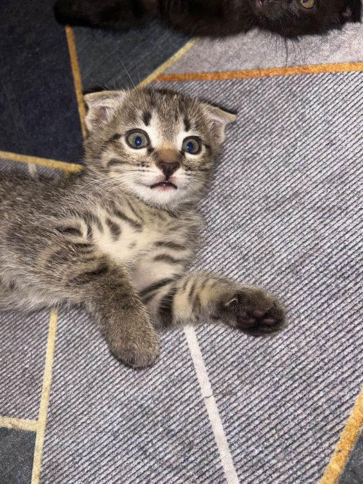 Отдам котят в хорошие руки