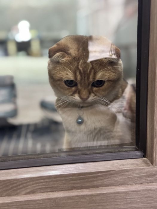 Katta Dick butunlay anal kiradi